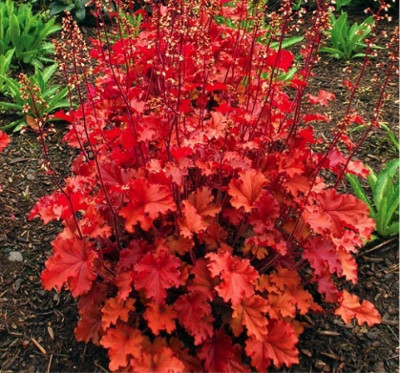 Гейхера Красная (1шт) Р-027