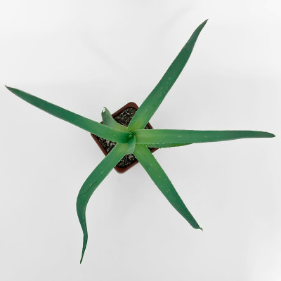 Алоэ саженцы микс (3)