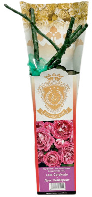 Роза флорибунда ЛЕТС СЕЛЕБРЕЙТ LETS CELEBRATE (2)