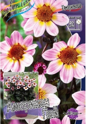 Георгина Американ Пай (1шт) 7152