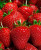 Земляника (Клубника) Царица в кассете