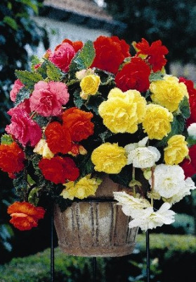 Бегония Пендула Каскад Смесь (5шт) 7095