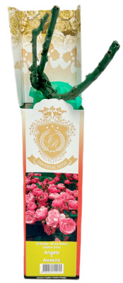 Роза шраб АНЖЕЛА ANGELA
