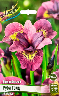 Ирис Руби Голд (1шт)