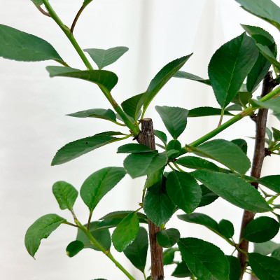 Вишня Шоколадница саженцы (3)