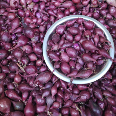 лук Севок Кармен Голландия