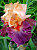 Ирис Германский Браггадочьо (1шт) Р-049