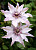 Клематис Фэйр Розамунд (1шт)