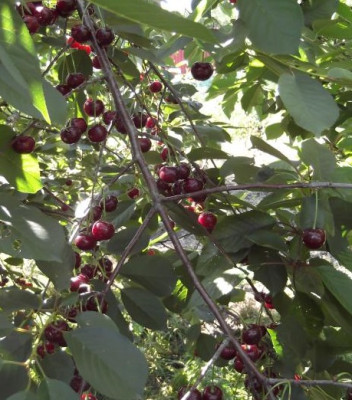 Вишня Антрацитовая