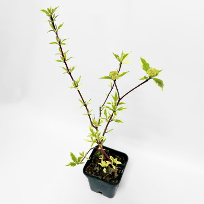 Дерен белый Сибирика Вариегата (3)