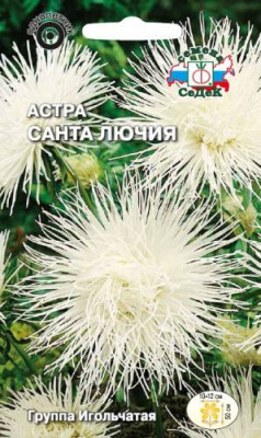 Астра Санта Лючия (игольчатая, кремовая)