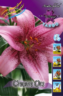 Лилия Спот Он (1шт) 3291