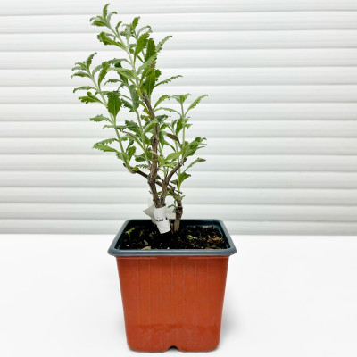 Перовския Сильвери Блю