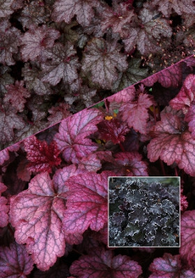 Гейхера Аметист Мист (1шт) 1928