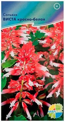 Сальвия сверкающая ВИСТА красно-белая АКВАРЕЛЬ