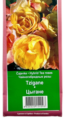 Чайногибридная роза ЦЫГАНЕ TZIGANE