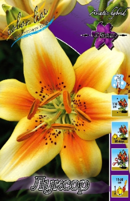 Лилия Луксор (1шт) 463