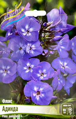 Флокс Адинда (2шт)