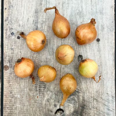 Лук севок ЛЮБИМЕЦ УРАЛА ШАЛОТ (2)