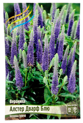 Вероника  Алстер Дварф Блю  (Ulster Dwarf Bluе)