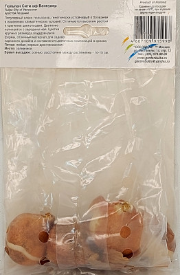 Тюльпан Сити Оф Ванкувер (1шт)