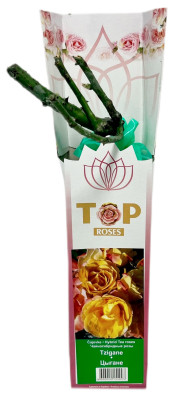 Чайногибридная роза ЦЫГАНЕ TZIGANE (2)