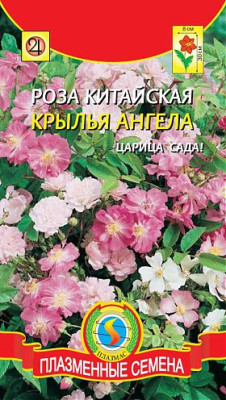 Роза китайская Крылья Ангела 10 шт.