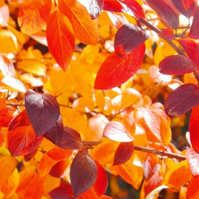 Арония сливолистная Викинг 7495