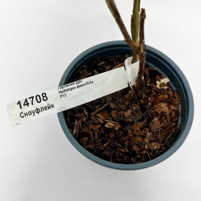 Гортензия Сноуфлейк (3)