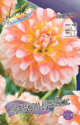 Георгин Брэндон Джеймс 1шт