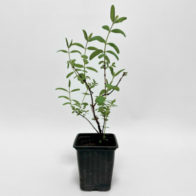 Жимолость Камчатская