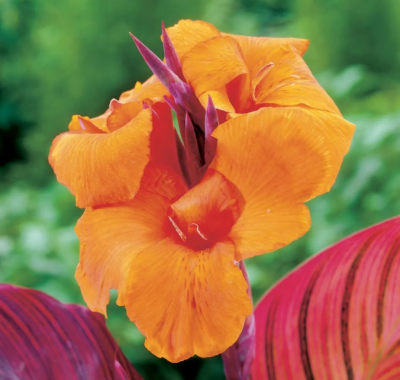 Канна Дурбан 1шт