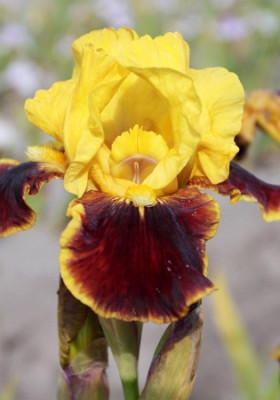 Ирис Германский Файр Баг (1шт) 5770