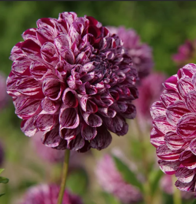 Георгин Марбл Болл (1шт)