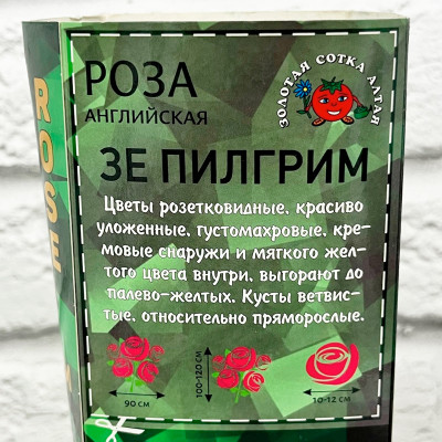 Роза английская ЗЕ ПИЛГРИМ описание