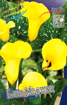 Калла Блэк Мэджик (1шт) 4759