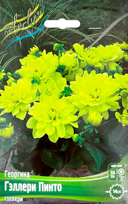 Георгин Геллери Пинто (1шт)
