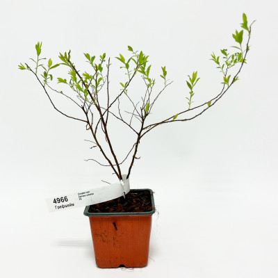 Спирея пепельная Грефшейм (Spiraea x cinerea Grefsheim)