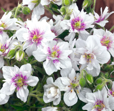 Гераниум Дабл Джуел (1шт)