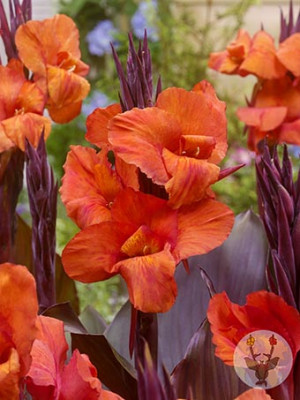 Канна Рэд Вельвет (1шт) 10750