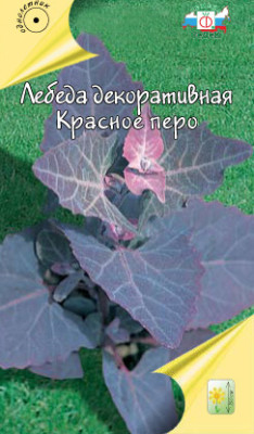 Лебеда  декоративная Красное перо