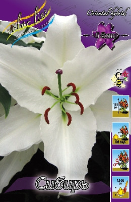 Лилия Сибирь (1шт) 265