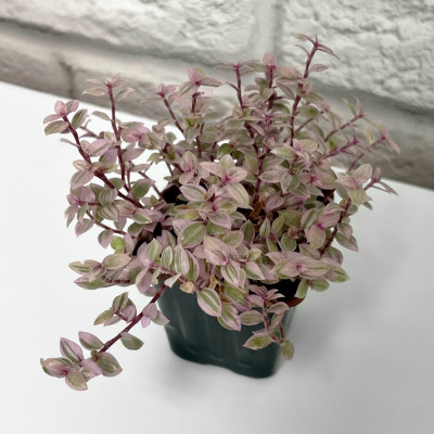 Каллизия саженцы микс (3)