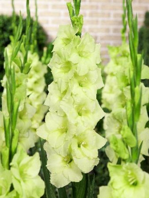 Гладиолус Мисс Грин (1шт) 128849