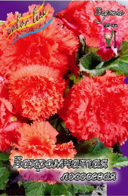 Бегония Бахромчатая Лососевая (1шт) 3492