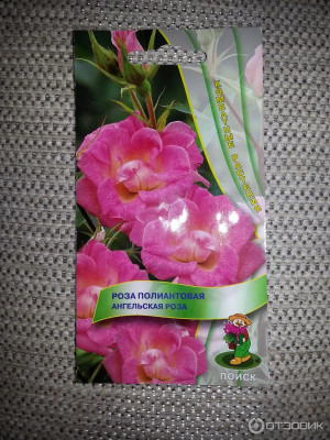 Роза Ангельская роза 5шт