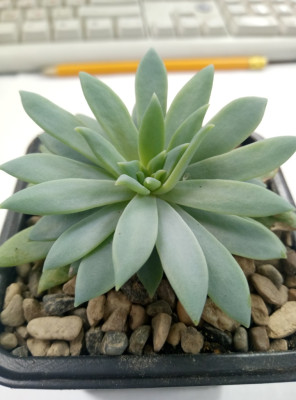 Суккулент эхеверия