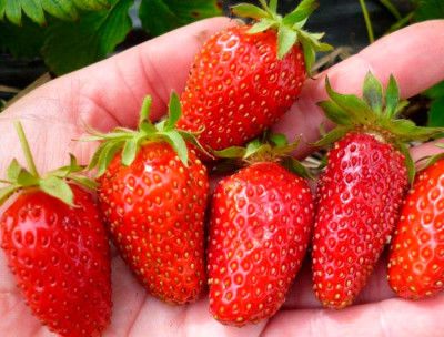 Земляника (Клубника) Малиновка в кассете