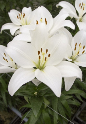 Лилия Кент  (1шт) 9403