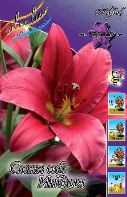 Лилия Сонг Оф Индия (1шт) 3848